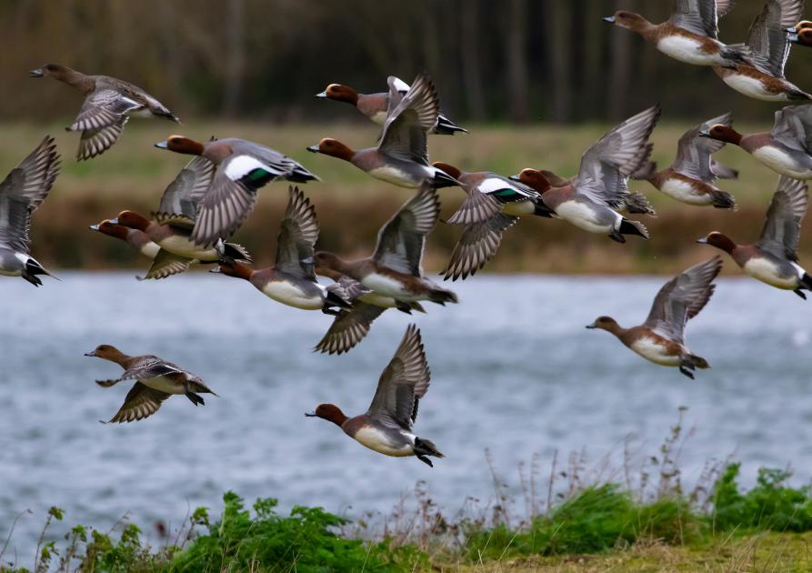 wigeon duck