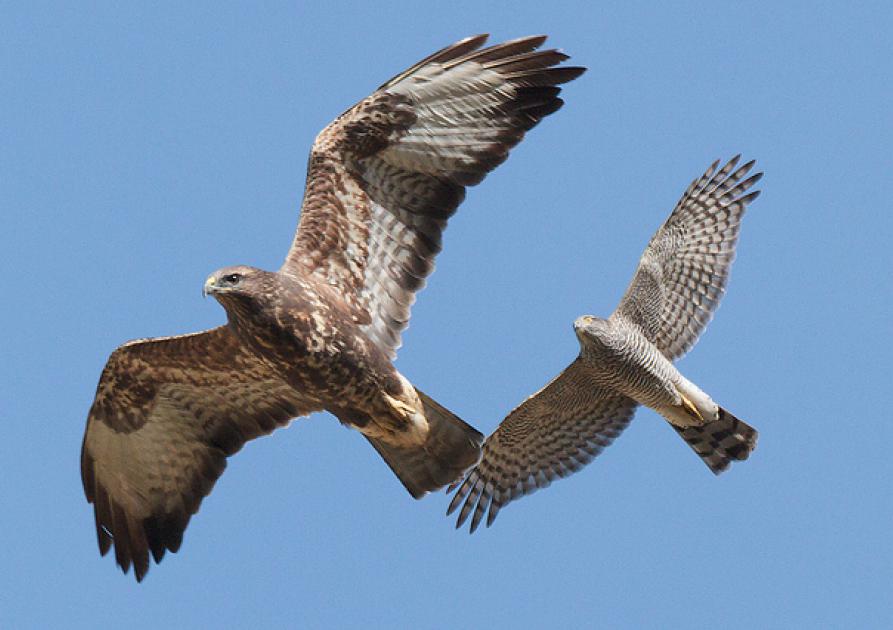 Buteo buteo Accipiter nisus