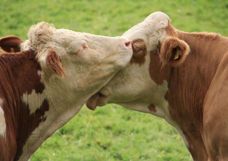 vaches
