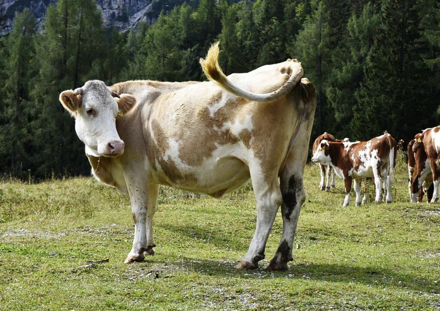 vache