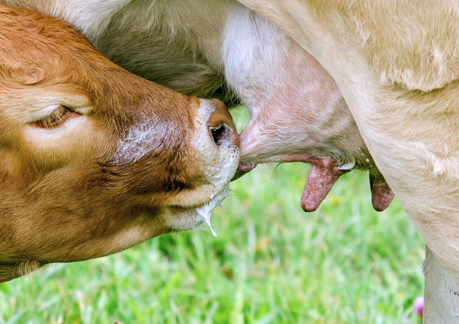 vache