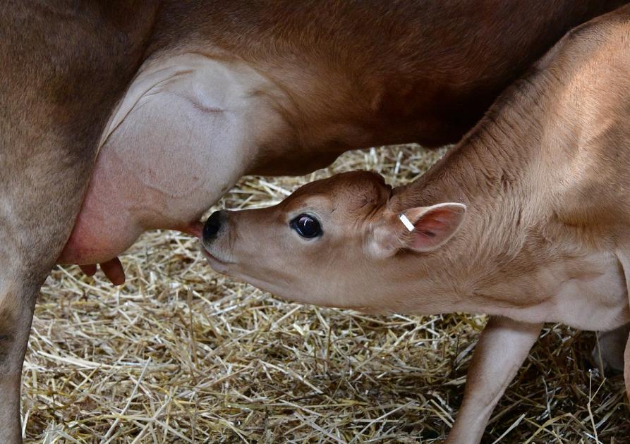 vaches