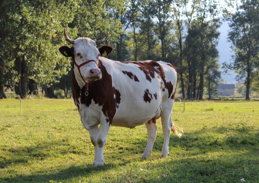 vache