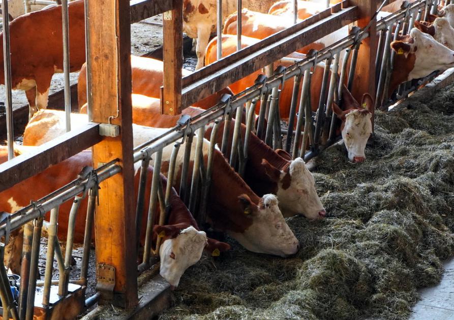 vaches