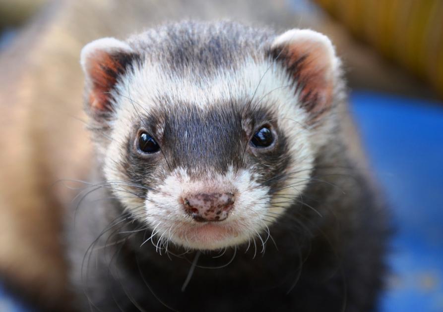 furet