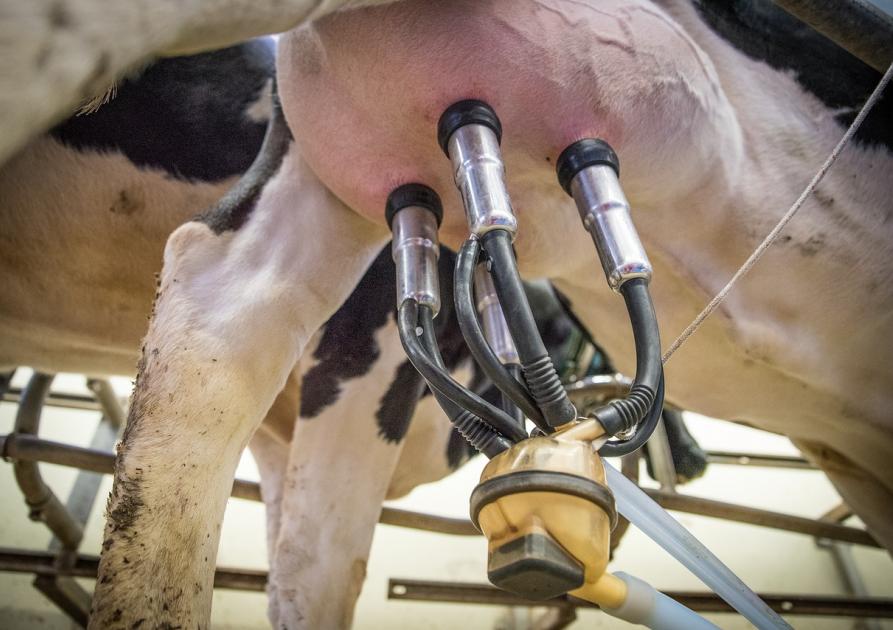 vache