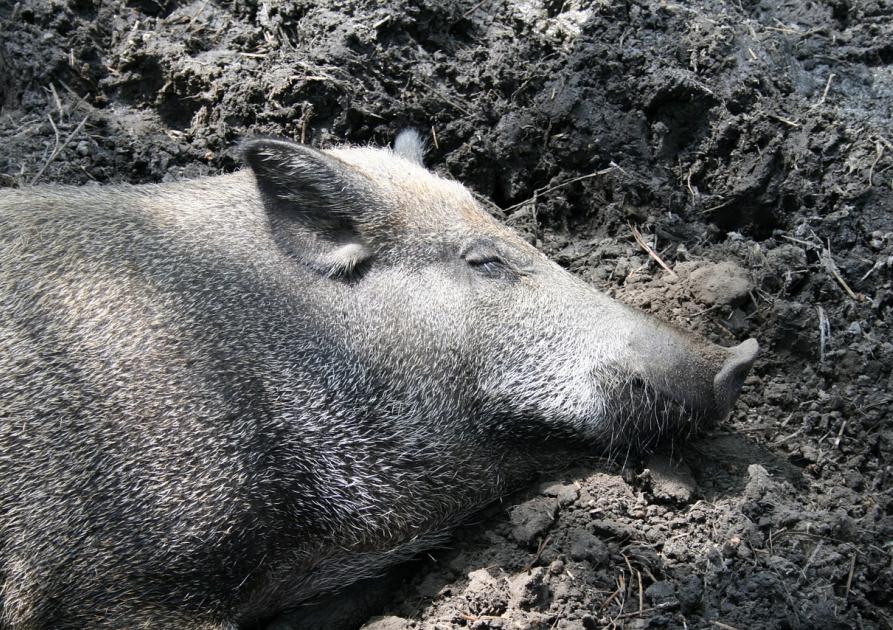 sanglier