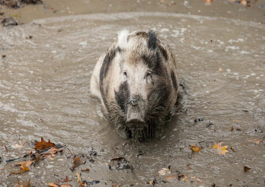 sanglier