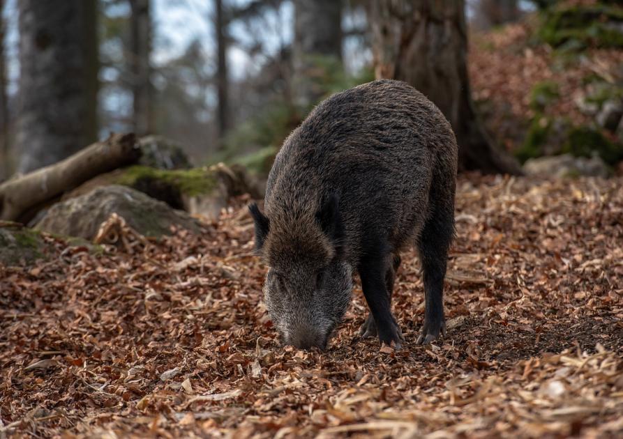 sanglier