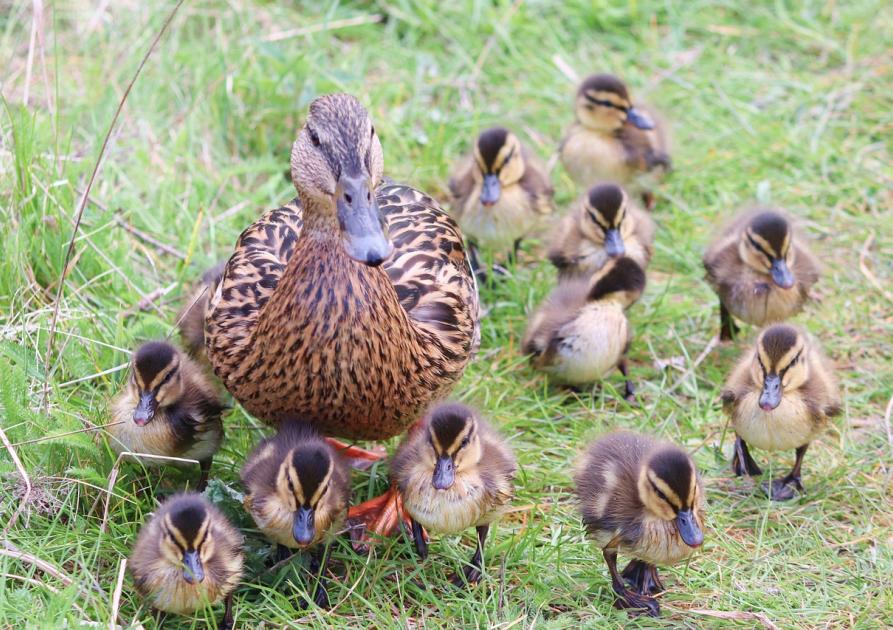 canards