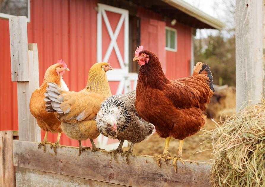 poules