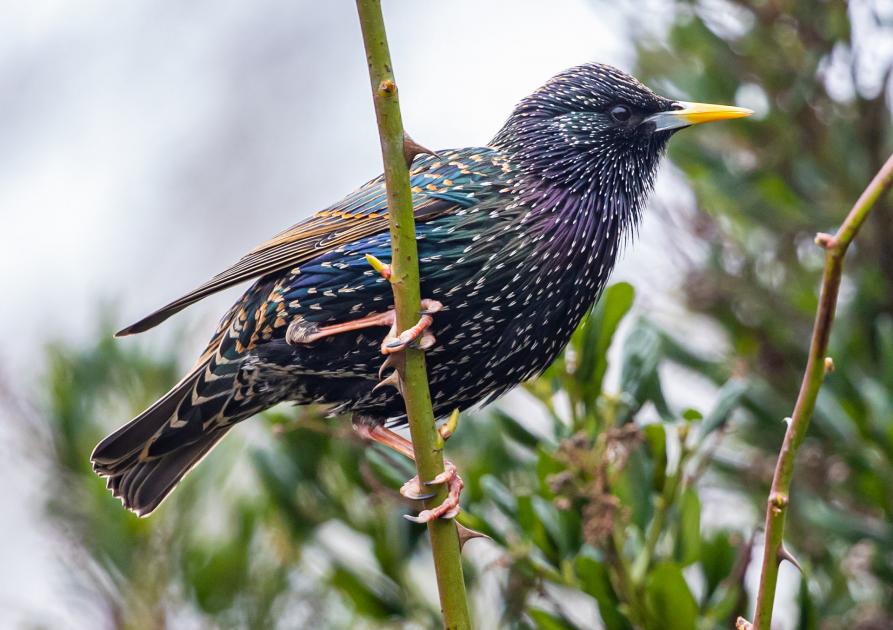 starling