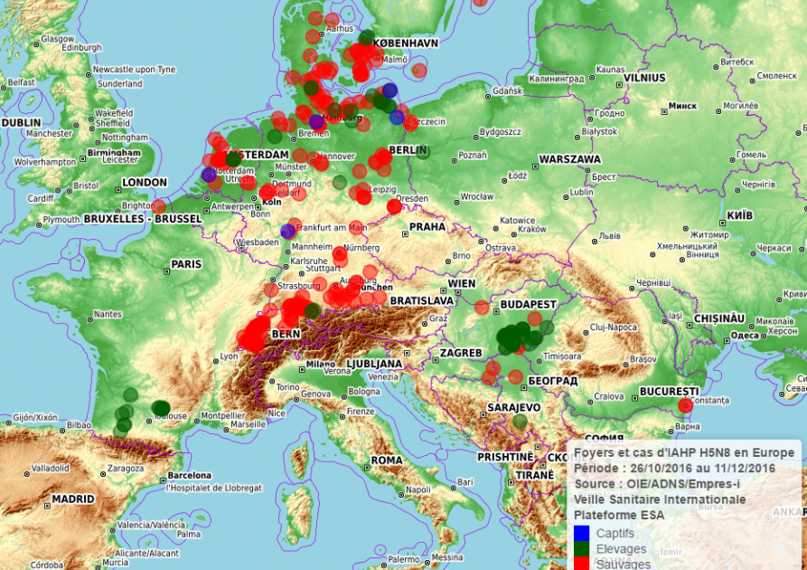 Carte interactive des cas et foyers d’IAHP H5N8 en Europe