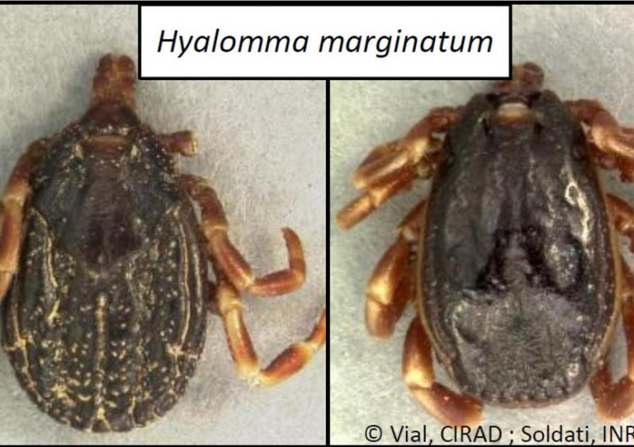 hyalomma marginatum