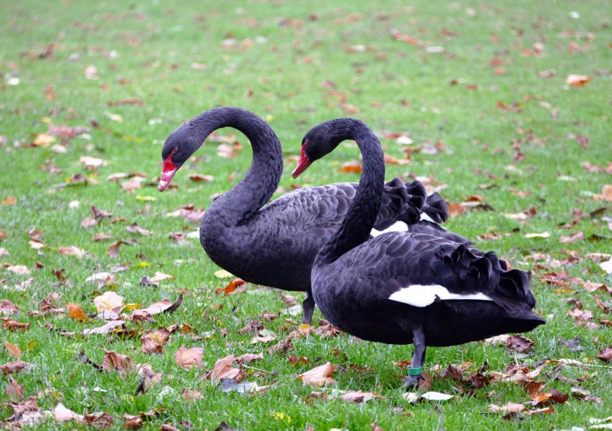 canards