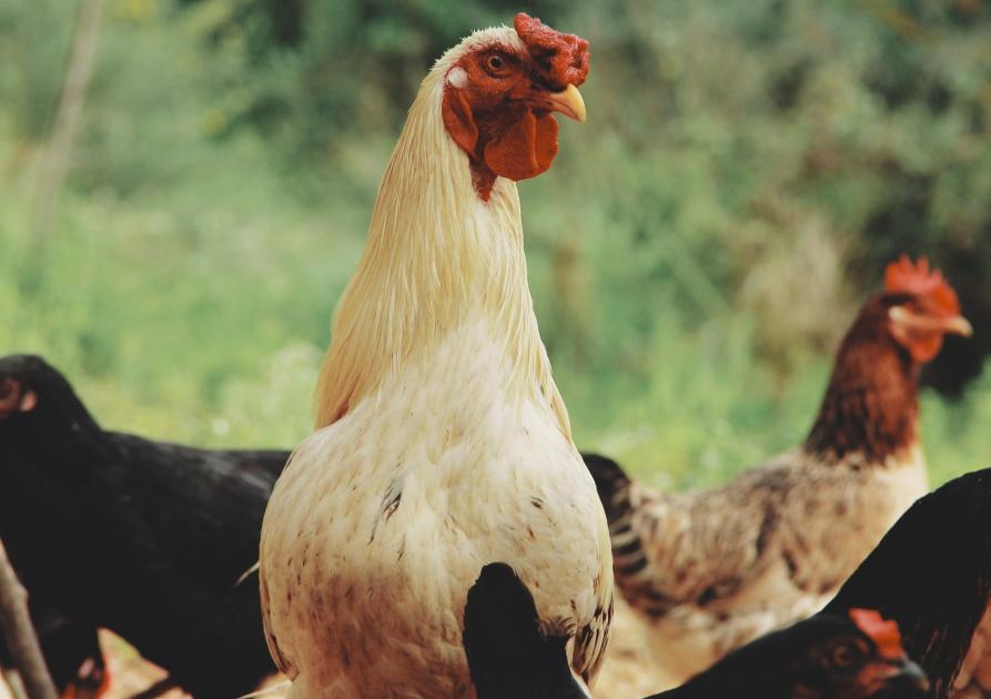 poules