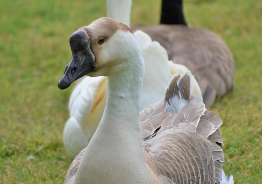 canards