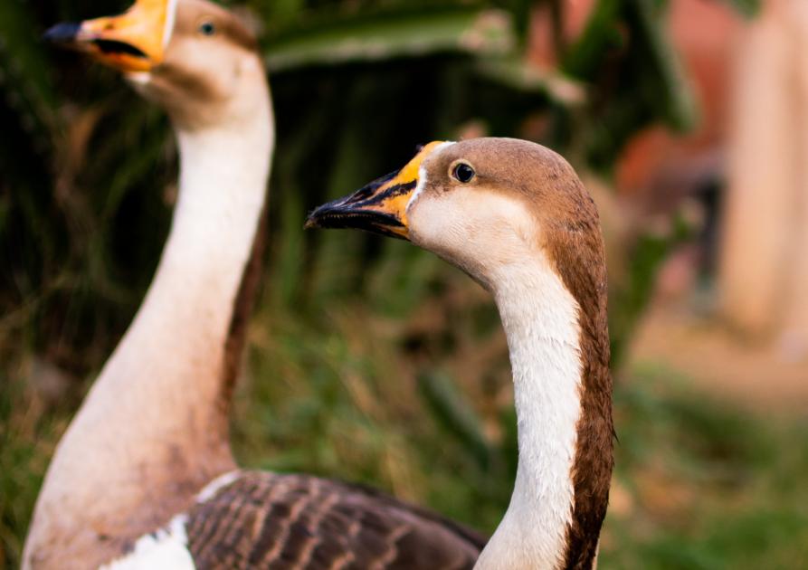 canards - ducks