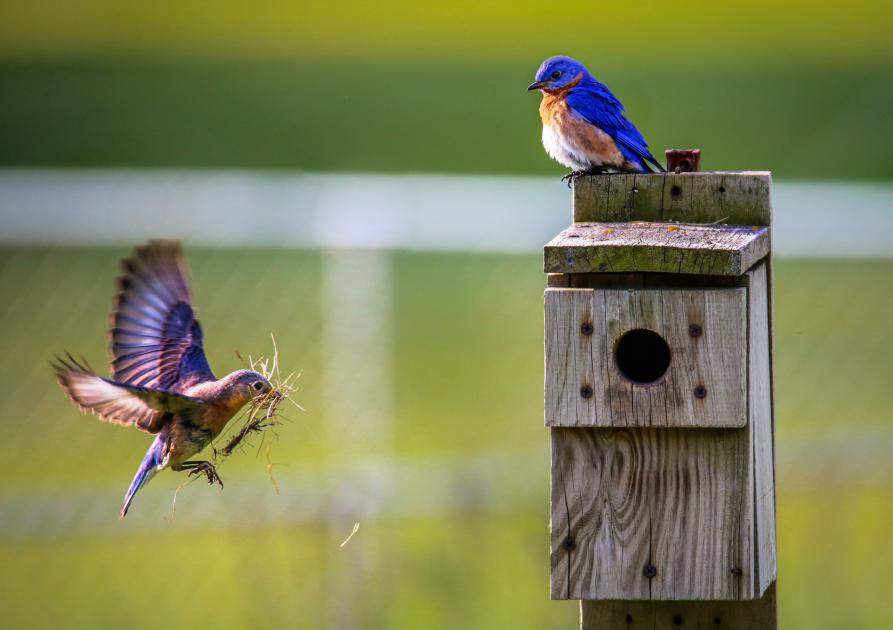 oiseaux captifs