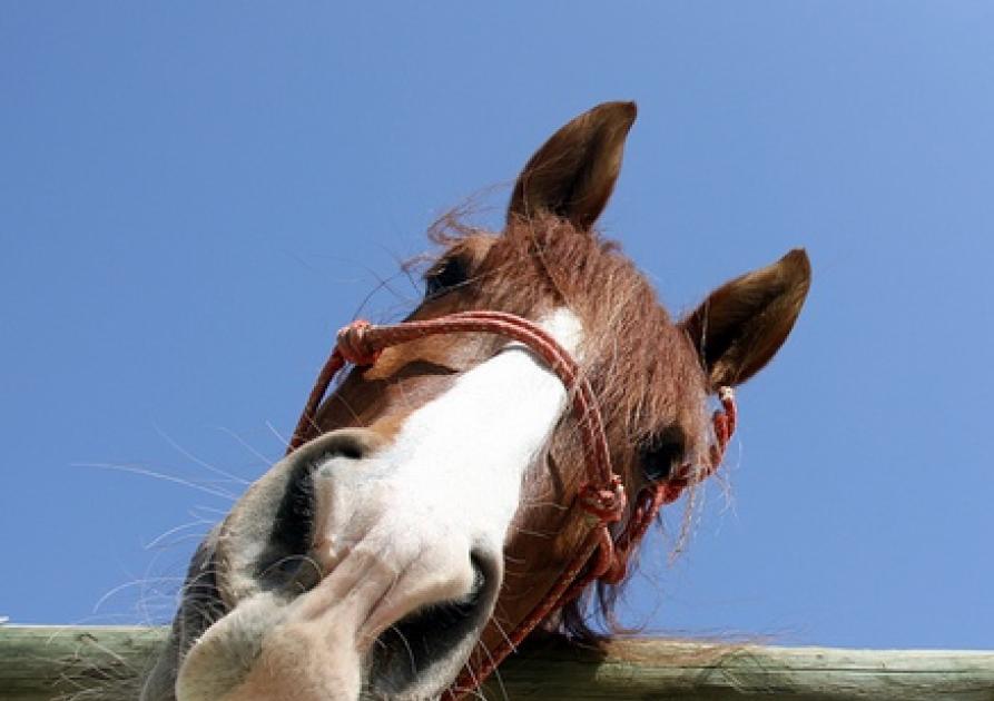 Cheval Lali Masriera flickr