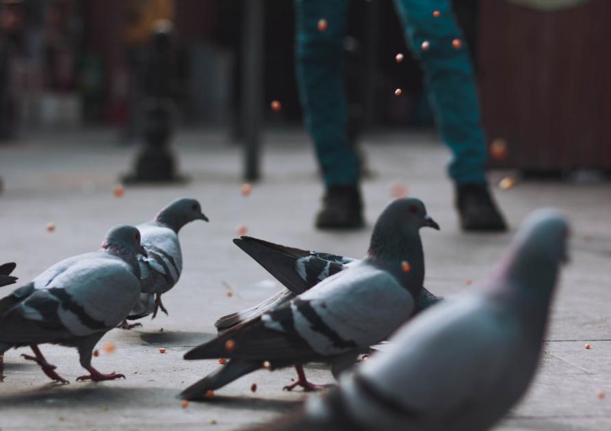 pigeons