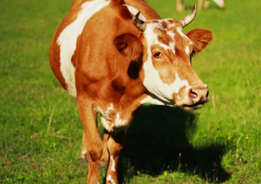 vache