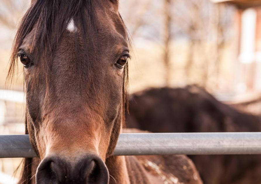 cheval - horse