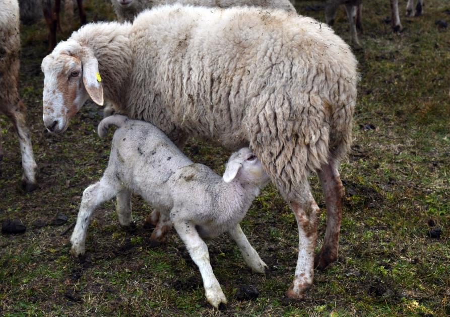 brebis et moutons