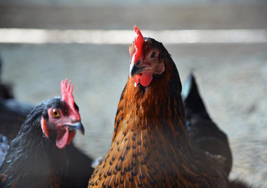 poules