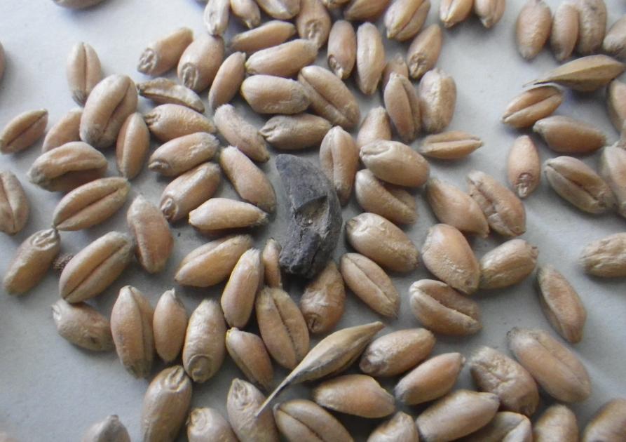 Ergot de seigle