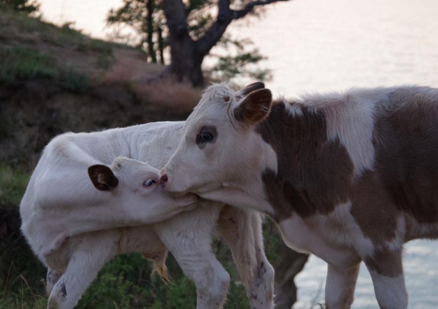 SENSIBILISATION AUX AVORTEMENTS DANS LES ÉLEVAGES DE BOVINS