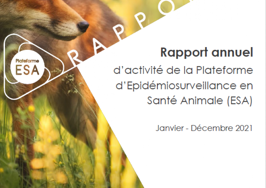 Rapport activité 2021