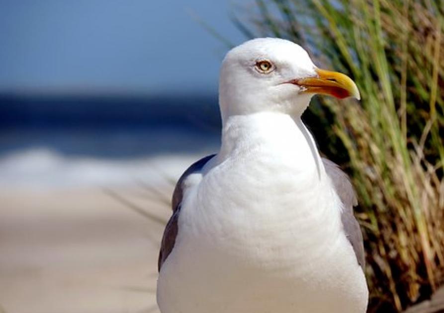 seagull