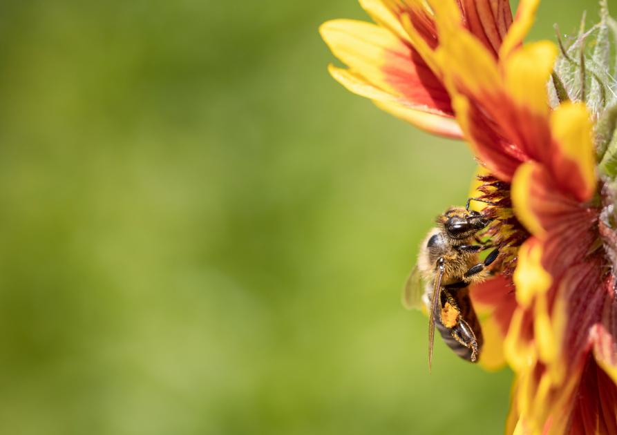 abeille et fleur