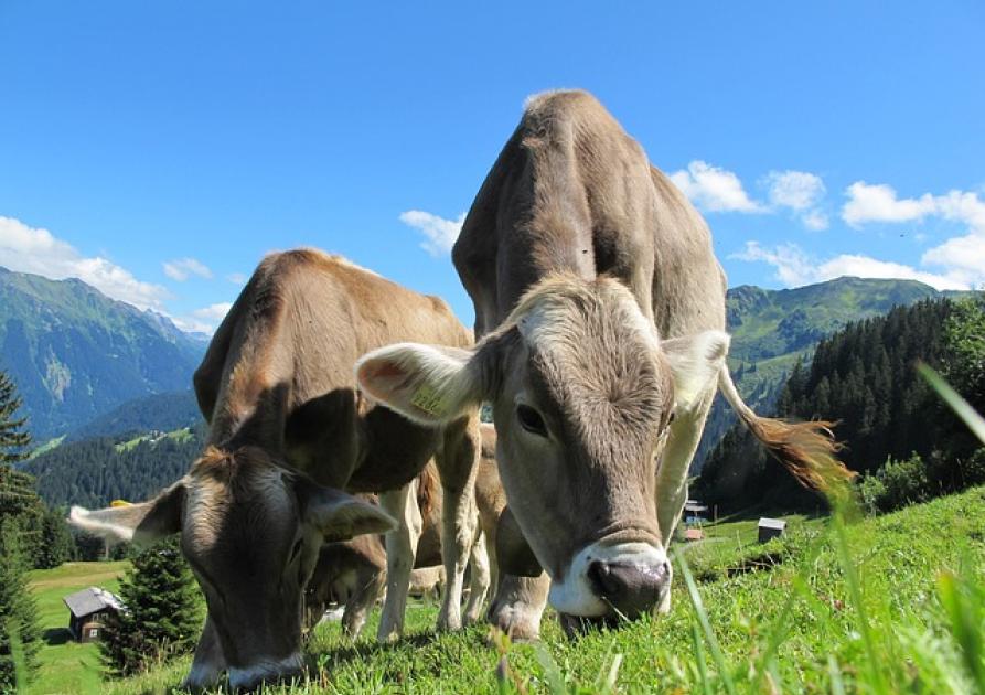 vache gasconne