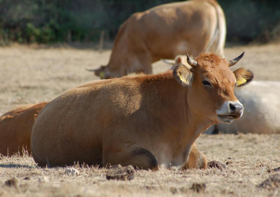 vache sarde