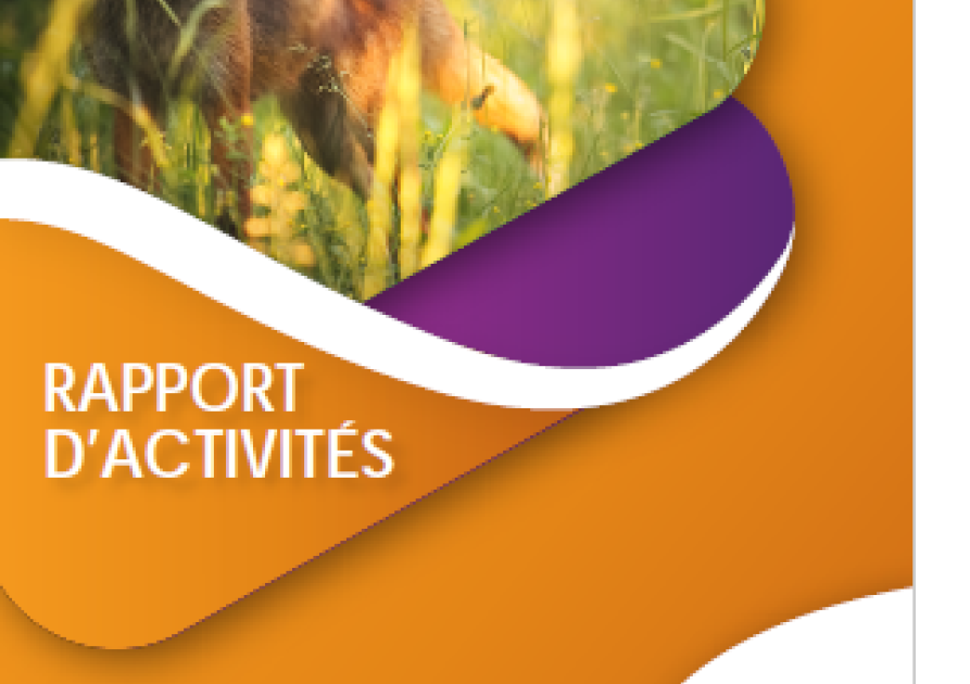 rapport_activite_2024