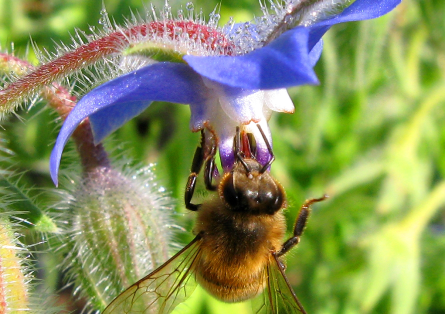abeille_sur_fleur_de_bourrache_-_hautes_alpes_-_j_chaume