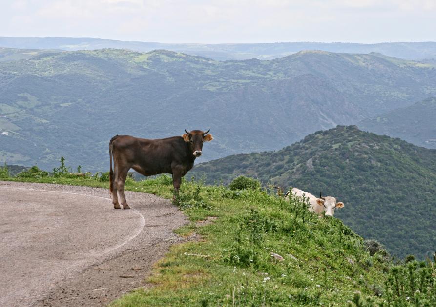 Vache Sardaigne