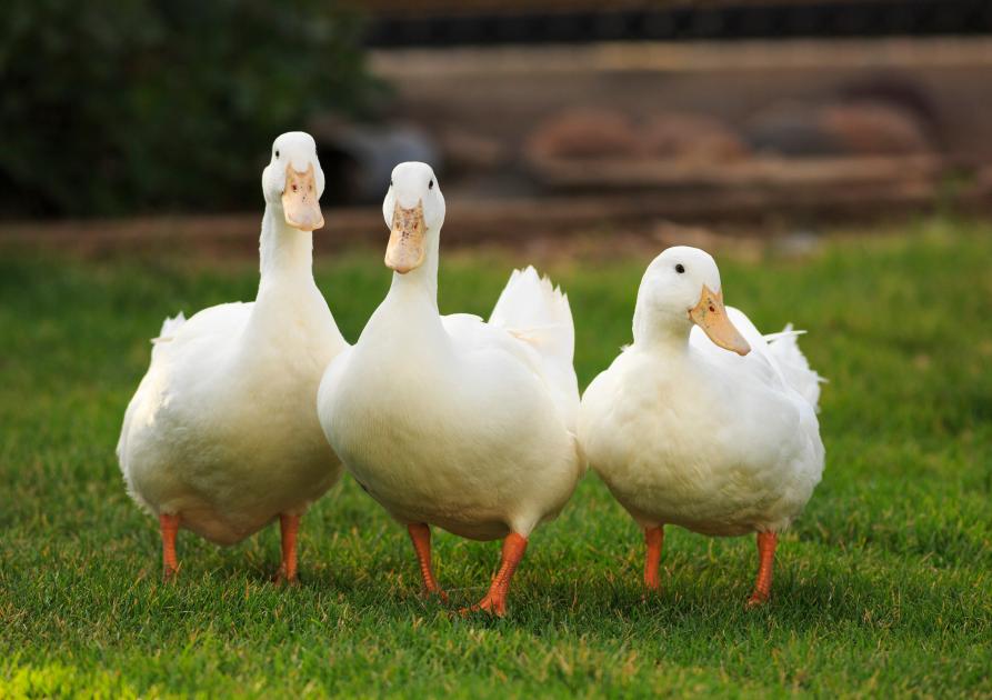 canards
