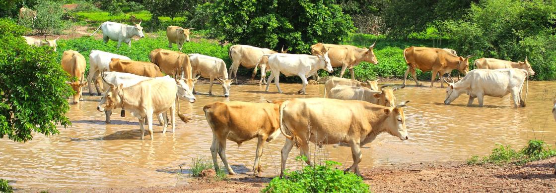 Vaches - Isaac turay