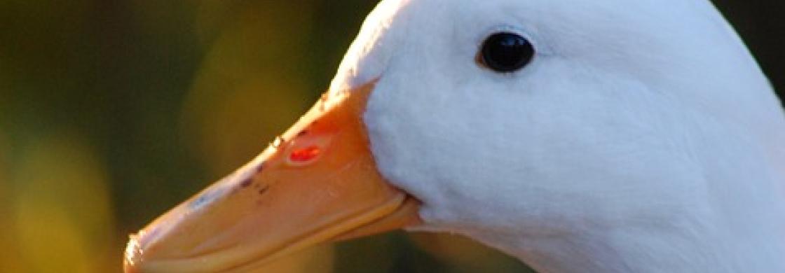 duck - canard