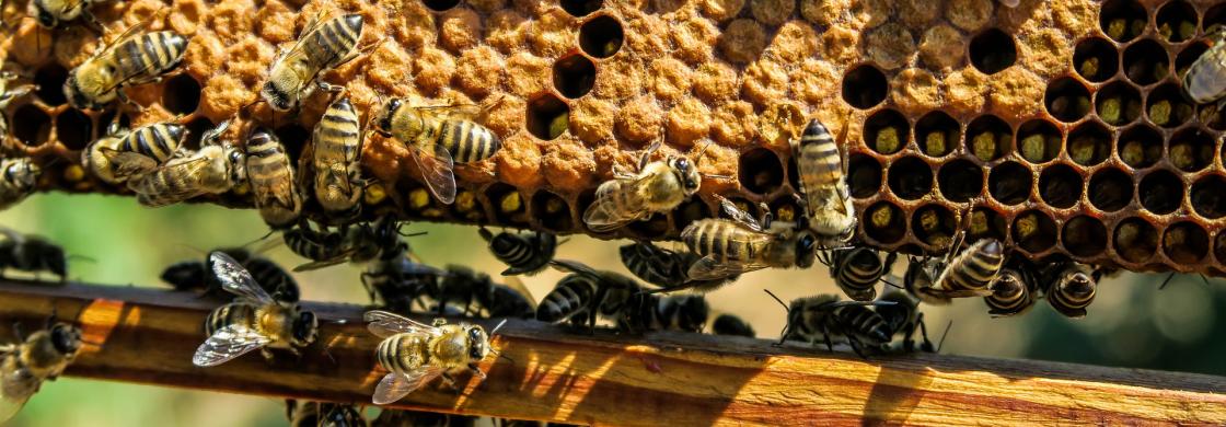 Rucher abeilles