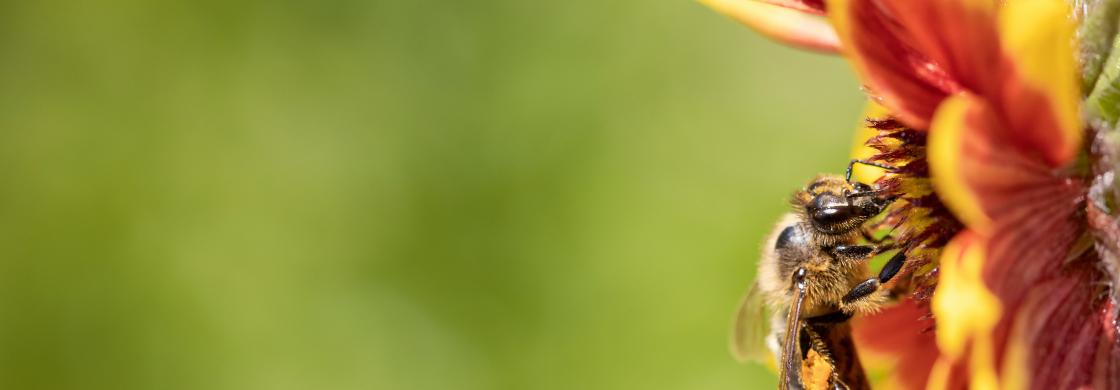 abeille et fleur