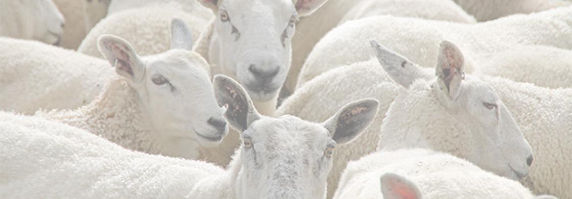 mouton