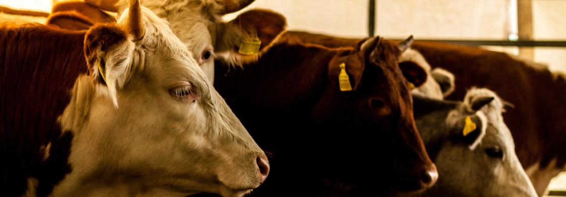 ruminants