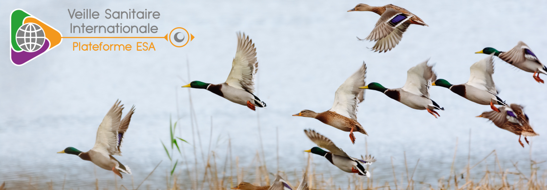 canard vsi