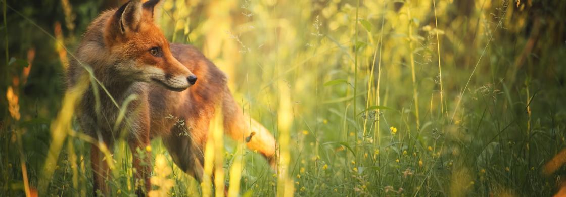 renard