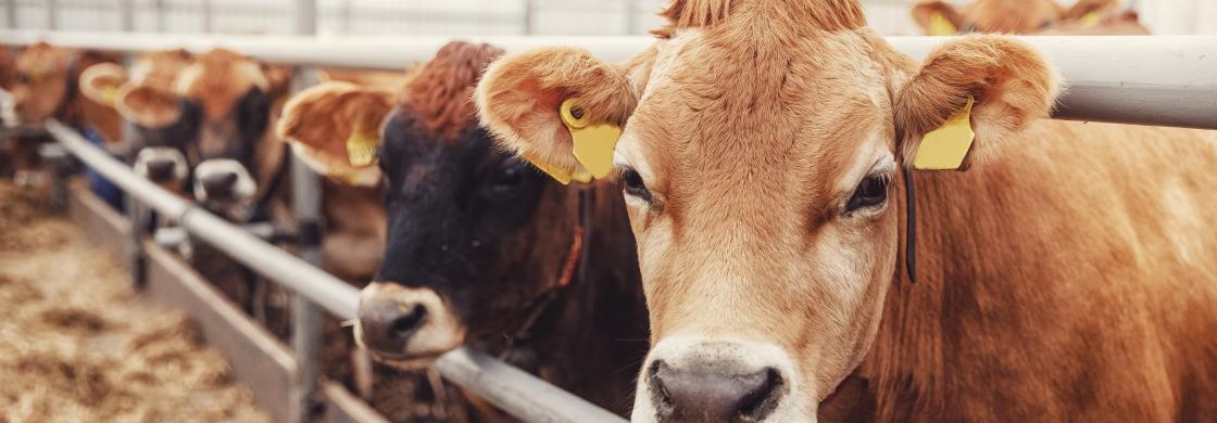 vache