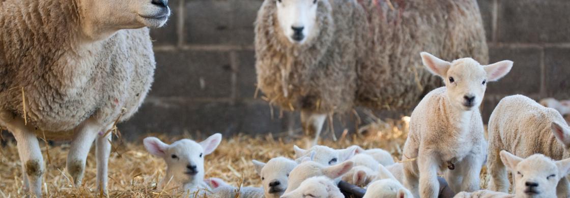 MOUTONS